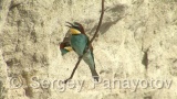 Video of European Bee-eater - European Bee-eater in nest period in Bulgaria